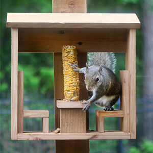 Squirrel Corn Cob Feeder DIY